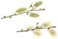 Blüten der Salweide - Bildquelle: Ernst Klett Verlag