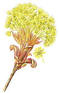 Blüten des Spitzahorn - Bildquelle: Ernst Klett Verlag