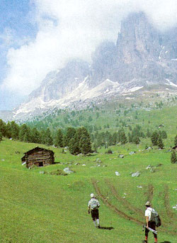 Obere Waldgrenze in den Dolomiten