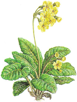 Waldschlsselblume - Bildquelle: Ernst Klett Verlag
