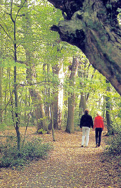 Bentheimer Wald